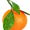 Quả quýt đỏ
