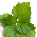 Hoắc hương