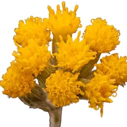 Cây Senecio