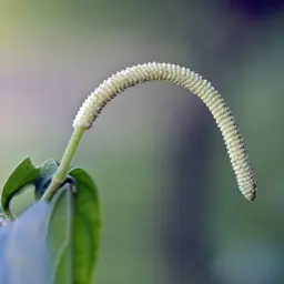 Tiêu Có Gai