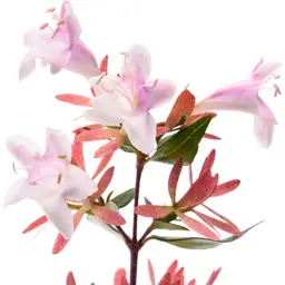Hoa Abelia