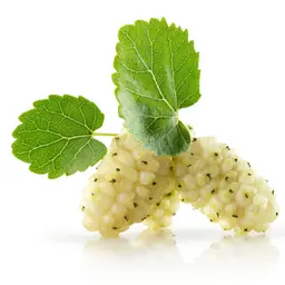 Dâu tằm trắng