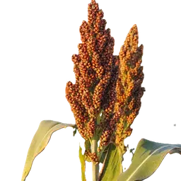 Cao lương