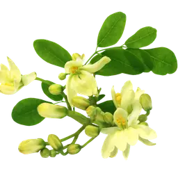 Hoa chùm ngây