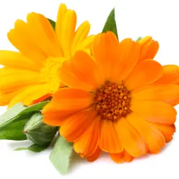Cúc Vạn Thọ
