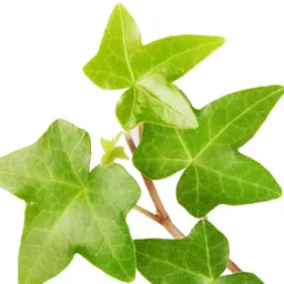 Cây thường xuân