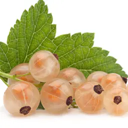 Lý Chua Trắng