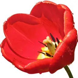 Hoa Tulip