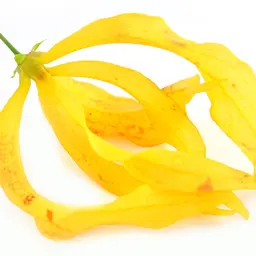 Ngọc lan tây