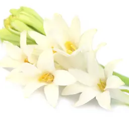 Hoa huệ trắng