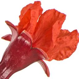 Hoa lựu