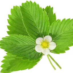 Lá dâu tây dại