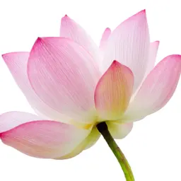 Hoa Sen
