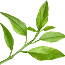 Lá bưởi