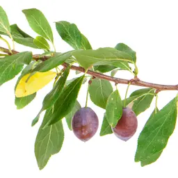 Cây mận