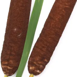 Cây Bồ Hoàng