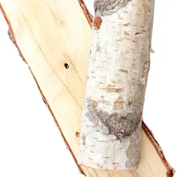 Cây Bạch Dương