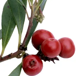 Quả dâu gấu
