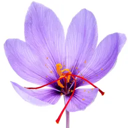 Hương Safraleine