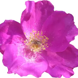 Hoa hồng Nhật