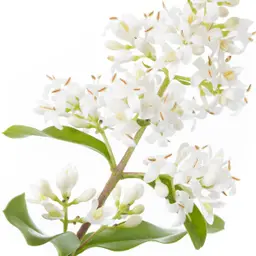 Cây thủy lạp
