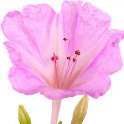 Hoa bốn giờ