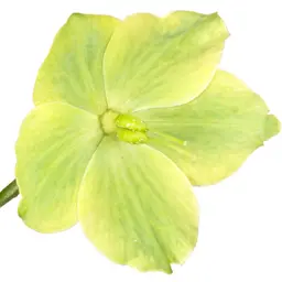 Hoa phi yến