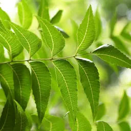 Cây sầu đâu
