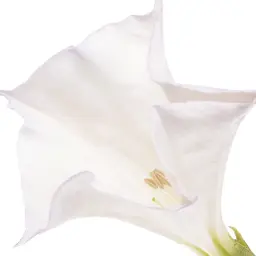 Hoa cà độc dược trắng