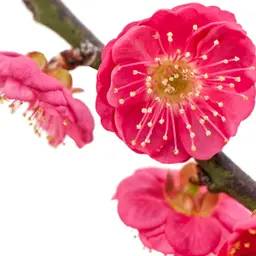 Hoa mận