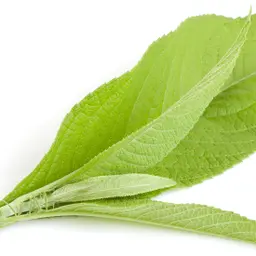 Long Não