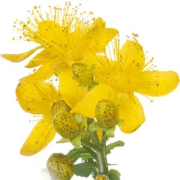 Cây St. John's Wort