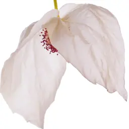 Cây bồ câu