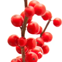 Cây winterberry