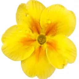 Hoa Anh Thảo