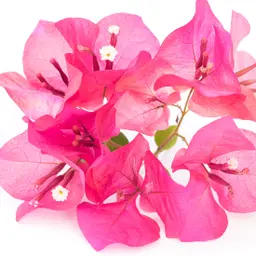 Hoa giấy