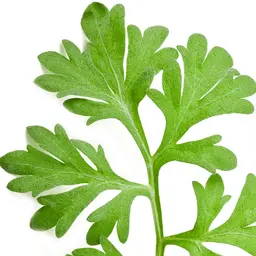 Ngải Cứu Artemisia