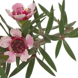 Cây Manuka
