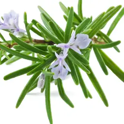 Cây hương thảo