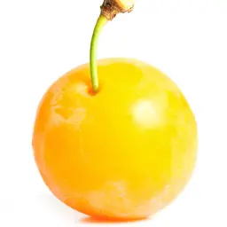 Mận vàng