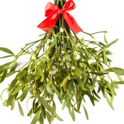 Cây tầm gửi
