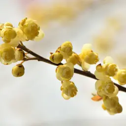 Cây màng tang