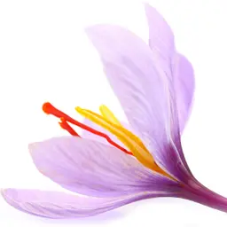 Nghệ tây