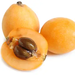 Sơn trà Nhật Bản