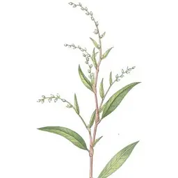 Tiêu Nước