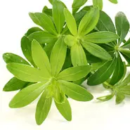 Cây Mùi Tây
