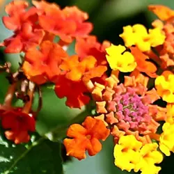 Hoa Ngũ Sắc