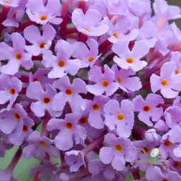 Cây bọ chó