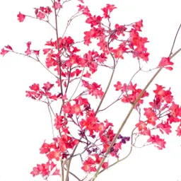 Rễ Phèn