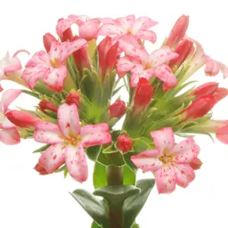 Hoa Ngọc Bích